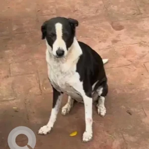 A Black and White Indie Dog Missing from Santacruz West, Mumbai