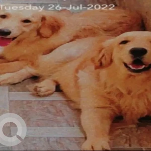 A Brown Golden Retriever Dog Missing from Raja Kanda Swamy Bagh, Sulthan Bazar, Sai Baba Temple, Hyderabad