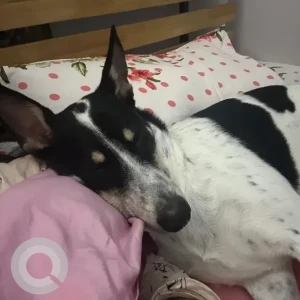 A Black and White Indie Dog Missing from Brigade El Dorado Entrance Gate 1