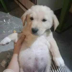 A White Labrador Dog Missing from D Sector, Naharlagun