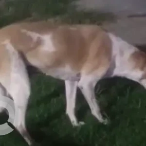 A White-Brown Mix Indie Dog Missing from NDMC hospital, Moti Bagh-2