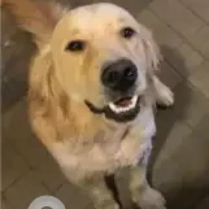 A Brown Golden Retriever Dog Missing from Sanjay Park-3