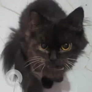 A Black Persian Cat Missing from Bandra West