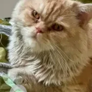A Orange Persian mix Cat Missing from Pramukh aqua heights