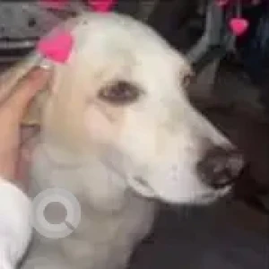 A White-Brown Mix Indie Dog Missing from Punjabi Bagh West Metro Station-2