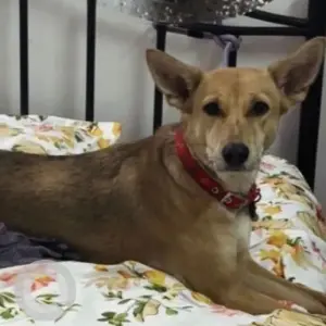 A Black and Brown Indie Dog Missing from Nirankari Colony-2