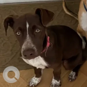 A Brown Lab/Terrier Mix Dog Missing from Fales Rd/Hawkins St.