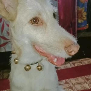A White Indie Dog Missing from Indrapuram Sai Mandir