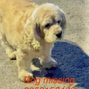 A White Cocker Spaniel Dog Missing from Gokalpuri