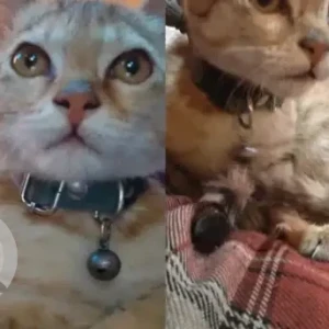 A White-Brown Mix Domestic Shorthair Cat Found from Opp Dasarath Stadium, Tripureshwor