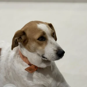 A White-Brown Mix Indie Dog Missing from Bhagirathi nagar, DP road hadapsar