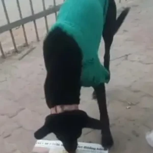 A Black Indie Dog Missing from Panchsheel Metro Station-2