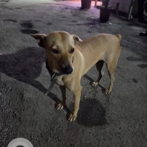 A Brown Indie Dog Missing from Maitri park, Chembur