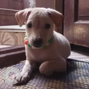 Male Lab cross Dog Adoption for Adoption in Mathur, Chennai