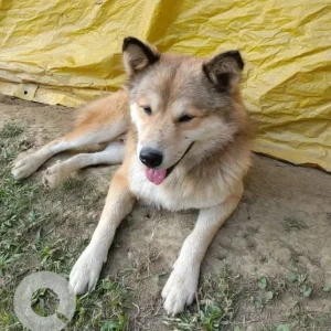 A White-Brown Mix Indie Dog Missing from Gaurisagar, Dikhoumukh