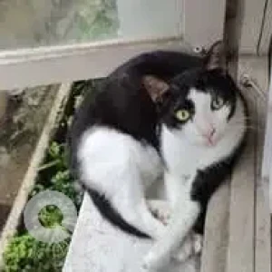 A Black and White Indie Cat Missing from Anna Nagar East