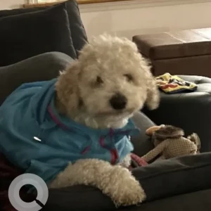 A Brown Doodle Dog Missing from Lees River Rd, Near Grand Army of the Republic Highway, Somerset