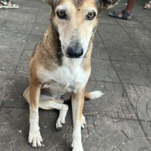 A White-Brown Mix Indie Dog Missing from Nalasopara West, Vasai Virar