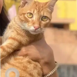 A Orange Ginger cat Cat Missing from Velayutham colony, Saligramam