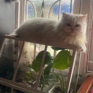 A White Persian Dog Missing from Bengaluru