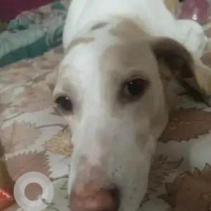 A White Indie Dog Missing from Rohini, New Delhi-3