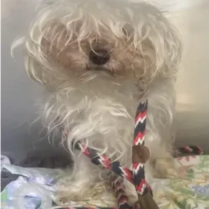 A White Maltese Dog Found from Washington St, Dorchester