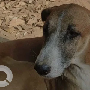 A White-Brown Mix Indie Dog Missing from Sector 6, RK Puram