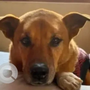 A Brown Indie Dog Missing from Sangharsha Galli, Bafal-2