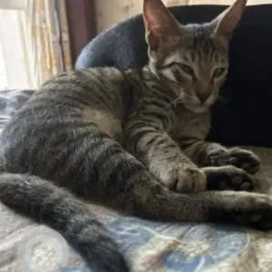 A Black and Brown Indie Cat Missing from 69/Phase 2, Vasant Vihar