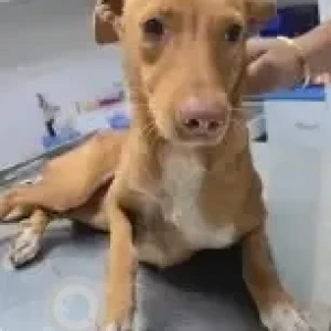 A White-Brown Mix Indie Dog Found from BTM Layout, Bengaluru-2