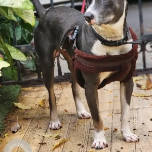 A Black and White Indie Dog Found from Domlur, Bengaluru