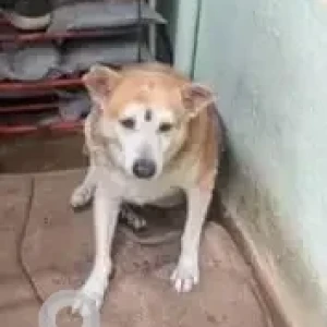 A White-Brown Mix Indie Dog Missing from J. P. Nagar, Bengaluru-2