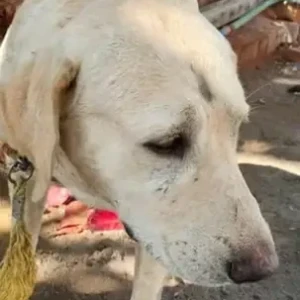 A White Labrador Dog Found from KSTRC layout-2