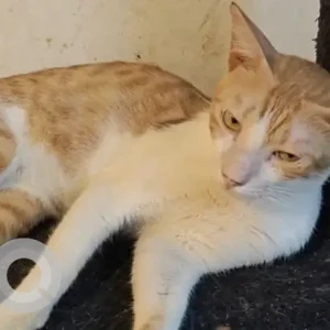 Male Domestic Shorthair Cat Adoption for Adoption in Ahmedabad