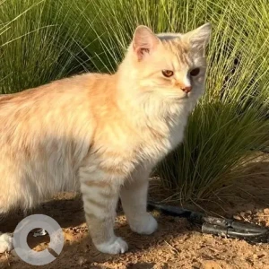 A White Persian Mix Cat Missing from Al Rawdah Al Sharqiyah, Near the Sheikh Saif Mosque-2