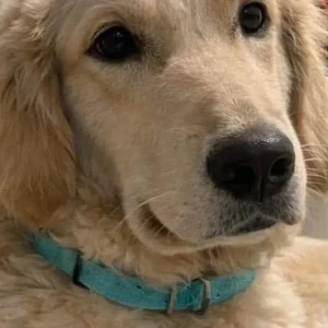 A Light Brown Golden Retriever Dog Missing from Lakaki Road, Model Colony