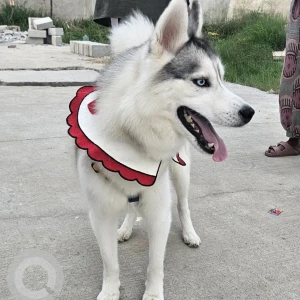 A Grey-White Mix Husky Dog Missing from Budigere cross, ferro hub