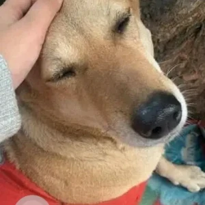 A White-Brown Mix Indie Dog Missing from New Delhi-3