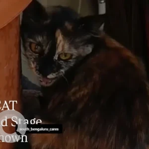 A Black and Brown Indie Cat Missing from BTM 2nd stage