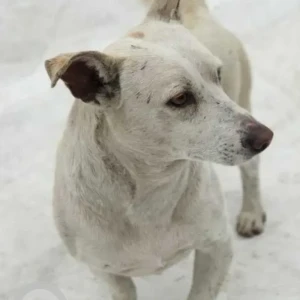 A White Indie Dog Missing from Gagan Vihar Near Gate 6