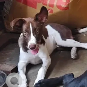 A White-Brown Mix Indie Dog Missing from Kalyani road