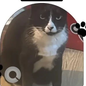 A Black and White Tuxedo Tabby Cat Missing from Indiranagar