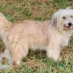 A White Mix Dog Missing from Robson St./Randolph, Near Elementary School