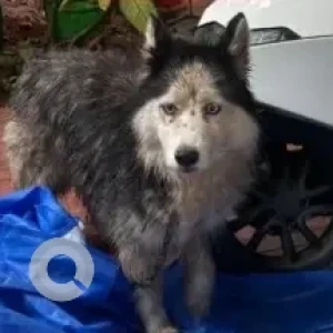 A White and Grey Husky Dog Found from Kalyan Nagar, Bengaluru