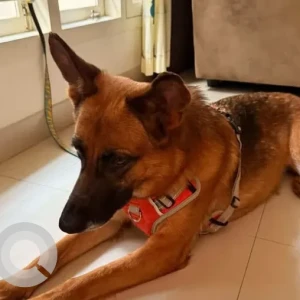A Black and Brown German Shepherd Dog Found from Ragigudda