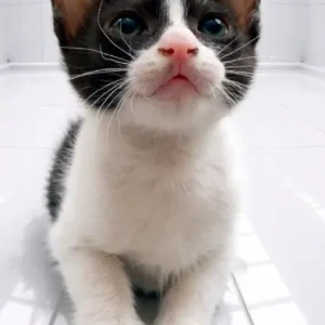 A Black and White Domestic Shorthair Cat Missing from Kapan Milan Chowk