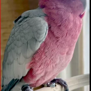 A Pink Galah Bird Missing from Al Jafiliya 2