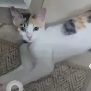 A White Indie Cat Missing from Koramangala-2