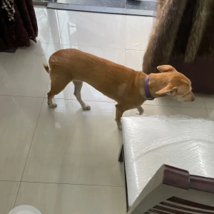 A White-Brown Mix Indie Dog Found from M3M Urbana, Sector 67-2