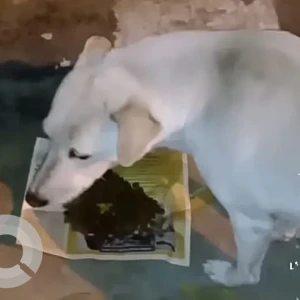 A White Indie Dog Missing from Shalimar Bagh-3